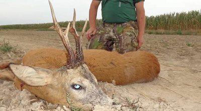 polen bukkejagt 5 bukke uanset størrelse tilbud til bukkejagten i 2020 zielona gore 4 jægere