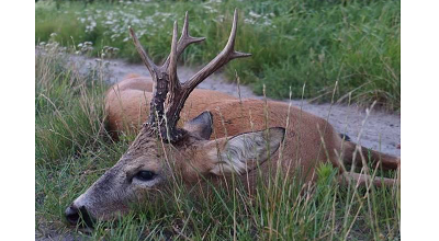 polen bukkejagt zabkowice tilbud til bukkejagten i 2020 maj konsulenter hjemmeside