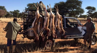 namibia  2016 og 2017 hundyrspakke og culling konsulenter 15 august