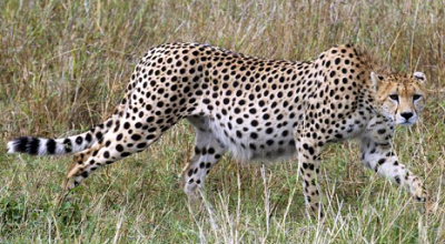 namibia  2017 namibia gepardpakke med høj succesrate 11 april