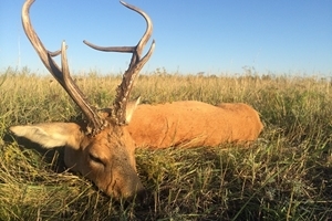 Sibirisk råbuk i Kasakhstan