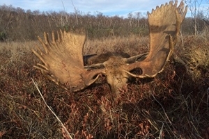 Moosejagt på Kamschtka