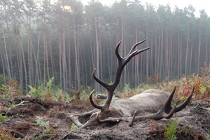 Polen - Hjortejagt